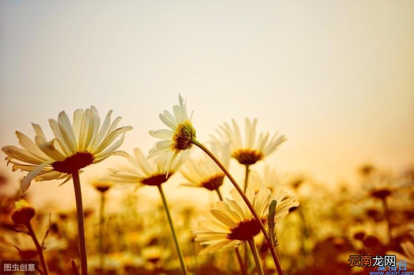 经典优美散文佳句摘抄 经典优美散文摘抄大全