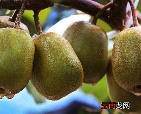 猕猴桃怎样快点熟