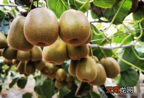 猕猴桃怎样放才能熟