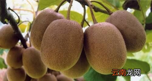 猕猴桃怎样放才能熟