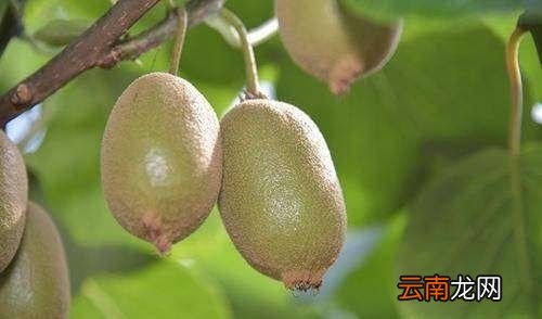 猕猴桃怎样放才能熟