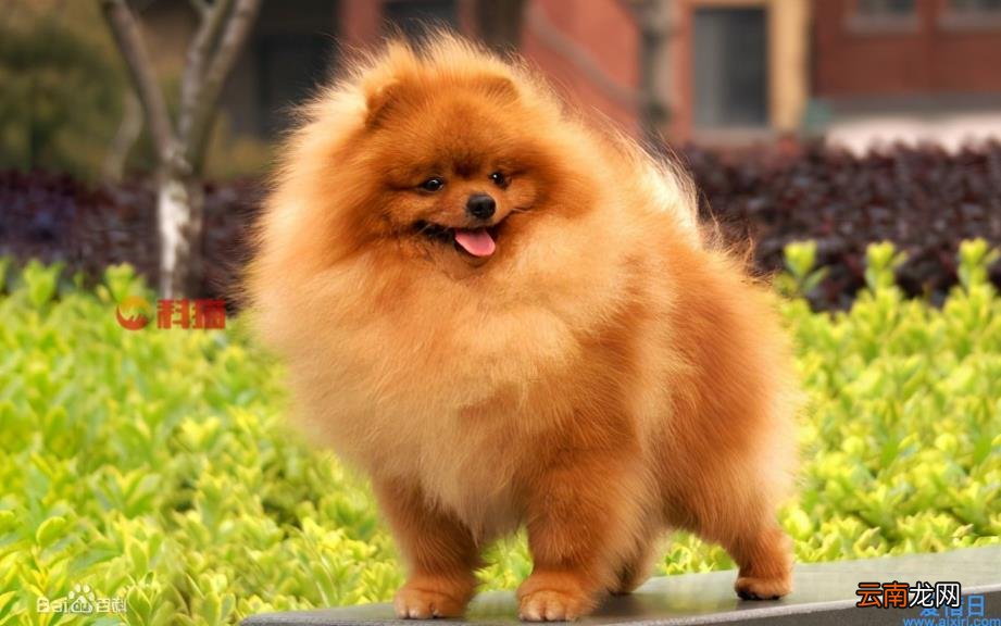 一只茶杯犬的价格 养茶杯犬的人都后悔了