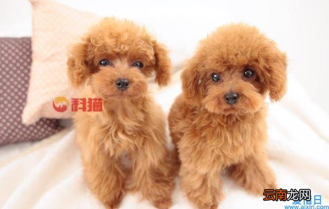 一只茶杯犬的价格 养茶杯犬的人都后悔了