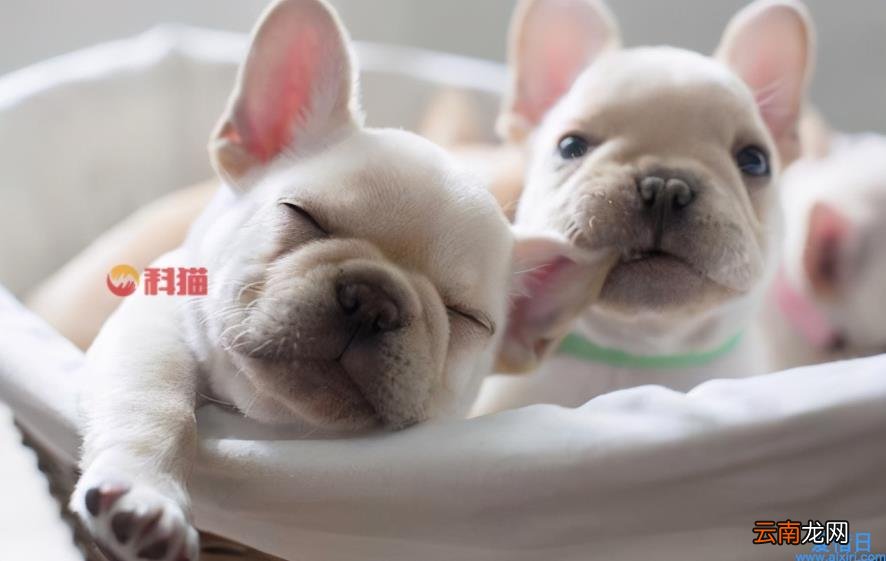 一只茶杯犬的价格 养茶杯犬的人都后悔了
