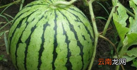 整个西瓜放冰箱可以放几天不能吃