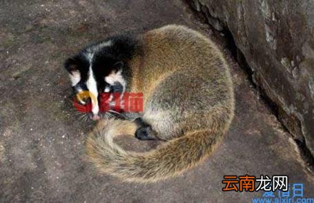 果子狸市场价多少 果子狸的主要食物是什么