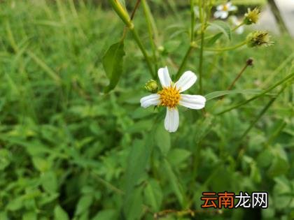 荣耀畅玩6x参数 荣耀畅玩6x参数配置