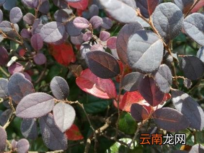 荣耀畅玩6x参数 荣耀畅玩6x参数配置