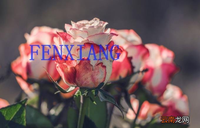 如何去图片水印 去除图片水印的方法
