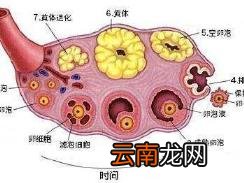 最准确排卵日计算器有哪个 计算月经和排卵期的app推荐
