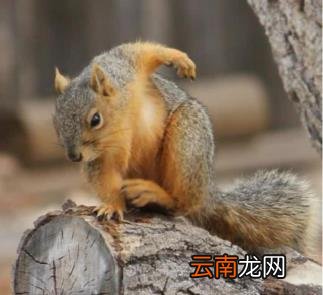 动漫logo设计 动漫二次元图案标志