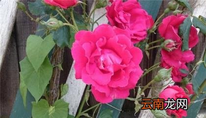 索尼z4详细参数 索尼z4平板测评