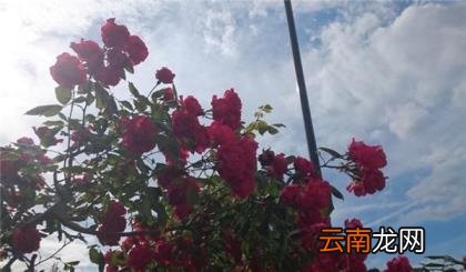 索尼z4详细参数 索尼z4平板测评