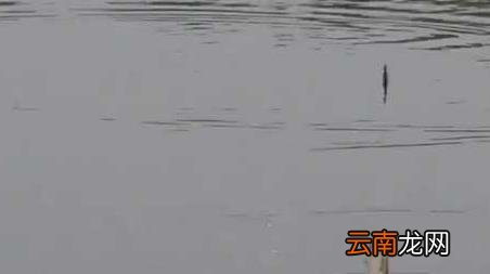 早春寒潮可以钓鱼吗，早春钓鱼注意