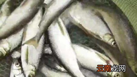 早春寒潮可以钓鱼吗，早春钓鱼注意