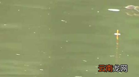 春季下雾好钓鱼吗 早春有雾好钓鱼吗