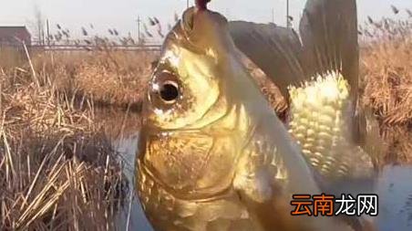 早春西北风好钓鱼吗 早春西风钓鱼好钓吗