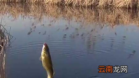 早春西北风好钓鱼吗 早春西风钓鱼好钓吗