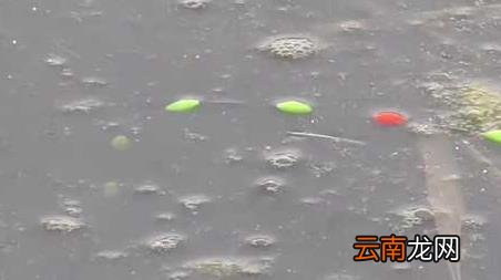 早春钓鱼气压和气温多少合适 早春钓鱼天气和温度