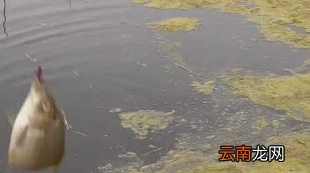 早春钓鱼气压和气温多少合适 早春钓鱼天气和温度