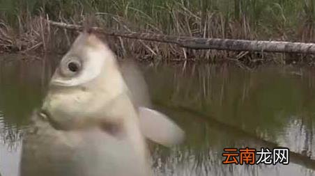 早春阴天好钓鱼吗，春季阴天好不好钓鱼