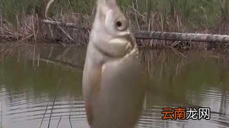 早春阴天好钓鱼吗，春季阴天好不好钓鱼