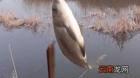 初春钓鱼的最佳时间是什么时候 早春钓鱼最佳时间是什么时候