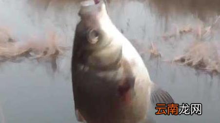 早春钓鱼钓深还是钓浅，春天早上钓鱼钓浅还是钓深