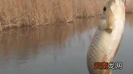 早春钓鱼钓深还是钓浅，春天早上钓鱼钓浅还是钓深