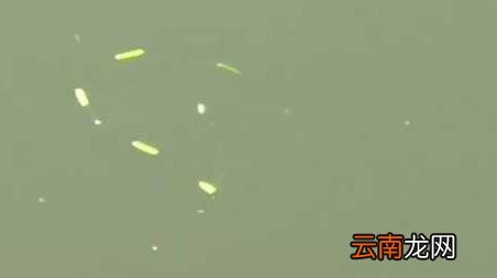 冰刚开化如何钓鲫鱼 刚开化怎么钓鲫鱼