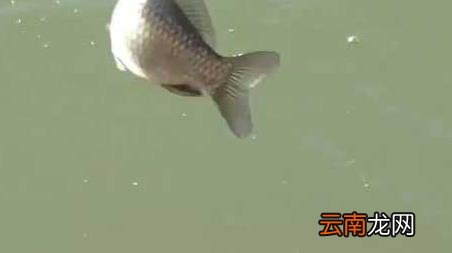 冰刚开化如何钓鲫鱼 刚开化怎么钓鲫鱼