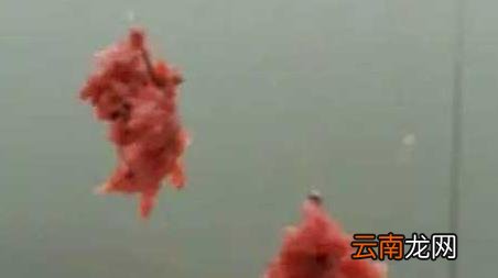 冰刚开化如何钓鲫鱼 刚开化怎么钓鲫鱼