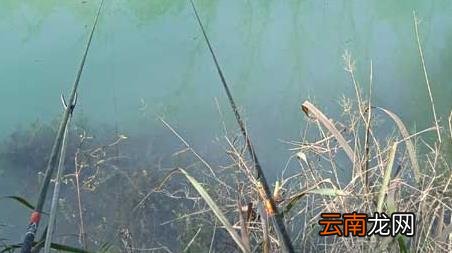 初春钓鱼最佳气温多少度 初春气温多少度能钓鱼
