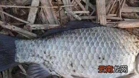 河里刚开化能钓鱼吗 河水刚开化能钓鱼吗