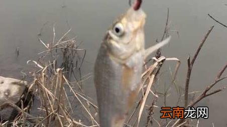 河里刚开化能钓鱼吗 河水刚开化能钓鱼吗
