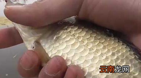 春季钓鱼打窝 等多久 早春钓鱼打窝要多长时间可钓