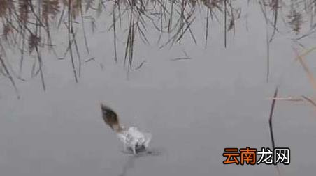 春季钓鱼打窝 等多久 早春钓鱼打窝要多长时间可钓