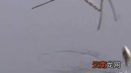 春天钓鱼钓多深最好 早春钓鱼钓多深为好