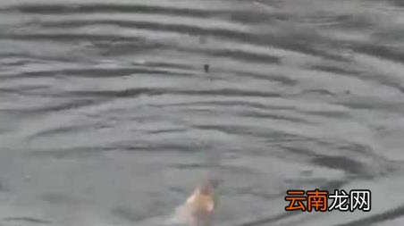 春季如何钓鱼 春季钓鱼技巧全知识