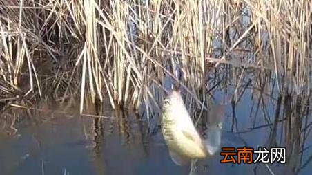 钓鱼钓鱼口诀大全春夏秋冬 春天钓鱼的口诀及解释