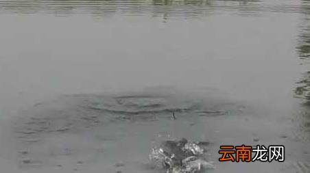 早春雨后钓鱼好吗 春季雨前好钓鱼吗