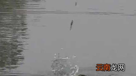 早春雨后钓鱼好吗 春季雨前好钓鱼吗