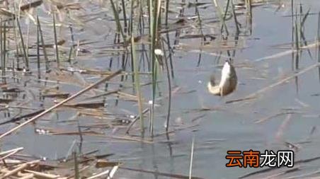 春季钓鱼水深多少合适 秋季钓水深多少合适