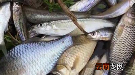 春季钓鱼水深多少合适 秋季钓水深多少合适