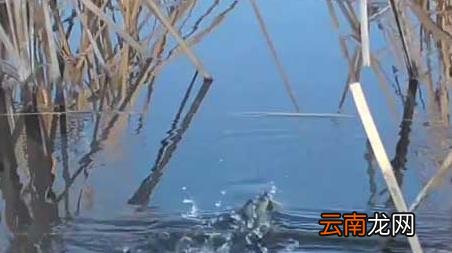 春季钓鱼水深多少合适 秋季钓水深多少合适