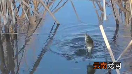 春季气压多少适合钓鱼，秋季钓鱼气压多少适合钓鱼