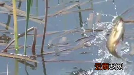 春季钓鱼几月份最好钓 春季钓鱼在几月份好