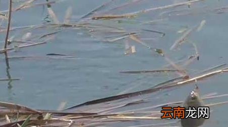 春季钓鱼几月份最好钓 春季钓鱼在几月份好