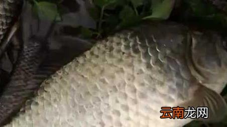 春季钓鱼在上风还是下风，冬天钓上风还是下风
