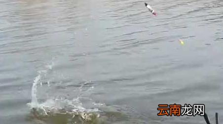 春季钓鱼在上风还是下风，冬天钓上风还是下风